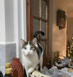 Lost Female Cat last seen Near Belgrave street, Swindon, Swindon, England SN1 3HR