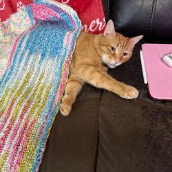 Reunited Male Cat last seen Bucks Hill Area, Brookfield Rd, Lincolndale, Waterbury, CT 06704