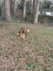 Reunited Male Dog last seen Near jefferson river rd, Athens, GA 30607