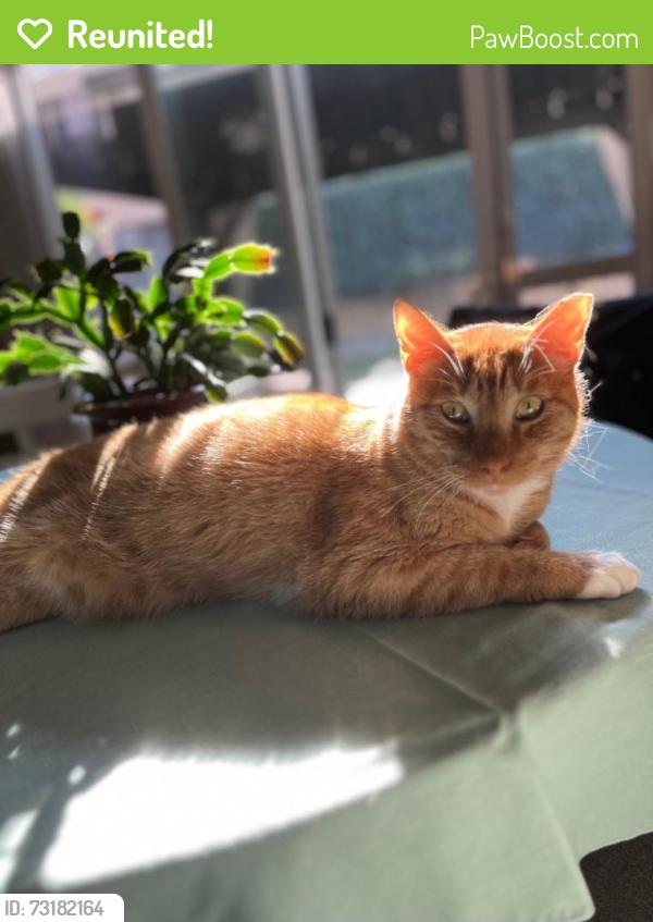 Reunited Male Cat last seen Merle, Floyd, Orchard Park, Modesto, CA 95355