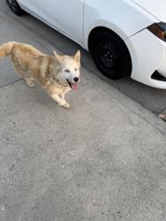 Reunited Female Dog last seen Evererington and Atlantic bl, Commerce, CA 90040