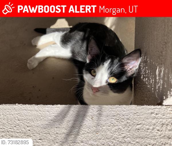 Lost Male Cat last seen Unknown, Morgan, UT 84050