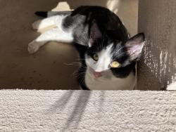 Lost Male Cat last seen Unknown, Morgan, UT 84050