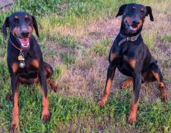 Reunited Male Dog last seen Fruitvale amd Mac tan, Valley Center, CA 92082