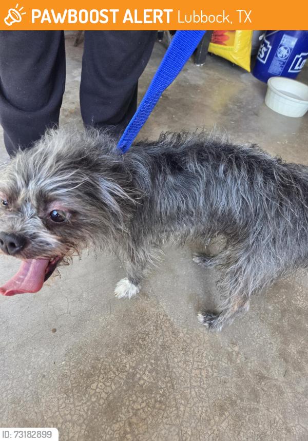 Found/Stray Male Dog last seen Erskine & Chicago, Lubbock Texas, Lubbock, TX 79416