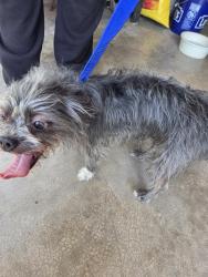 Found/Stray Male Dog last seen Erskine & Chicago, Lubbock Texas, Lubbock, TX 79416