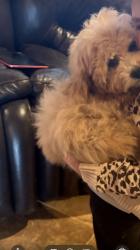 Lost Male Dog last seen Near tradewind st, Amarillo, TX 79118