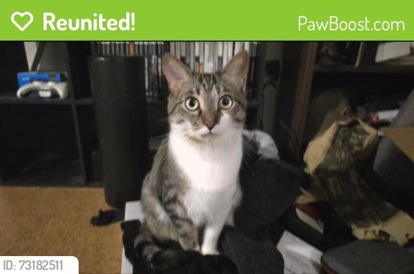 Reunited Male Cat last seen Alpine and Sunderland, Columbus, OH 43229