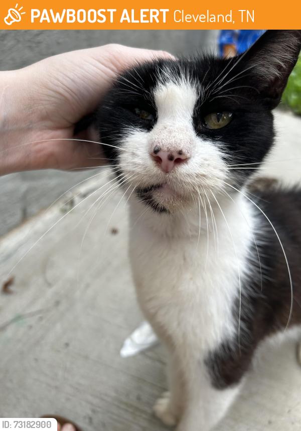 Found/Stray Female Cat last seen Dixie drive and highway 64, Cleveland, TN 37323