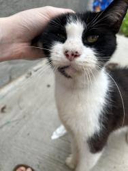 Found/Stray Female Cat last seen Dixie drive and highway 64, Cleveland, TN 37323