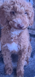 Lost Female Dog last seen Tradewind st, Amarillo, TX 79118