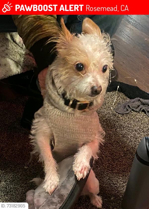 Lost Female Dog last seen Walnut Grove, Rosemead, CA 91770