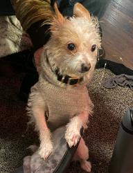 Lost Female Dog last seen Walnut Grove, Rosemead, CA 91770