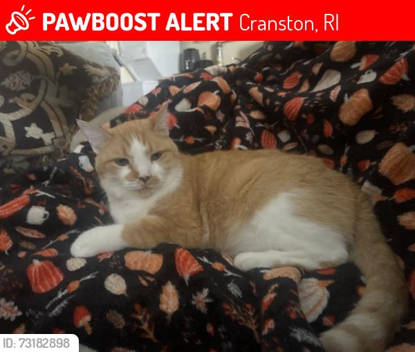 Lost Male Cat last seen Between Maceras and D’Angelo’s, Cranston, RI 02910