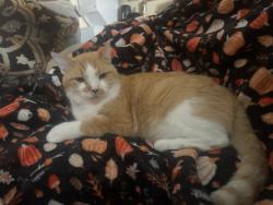 Lost Male Cat last seen Between Maceras and D’Angelo’s, Cranston, RI 02910