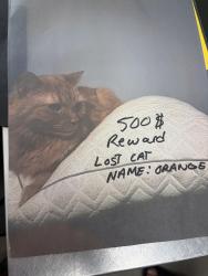 Lost Unknown Cat last seen Trotter lane behind the dollar general, Pasco County, FL 33525