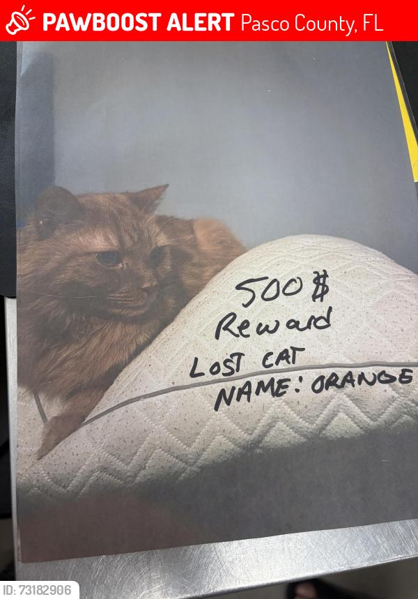 Lost Unknown Cat last seen Trotter lane behind the dollar general, Pasco County, FL 33525