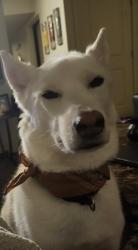 Lost Male Dog last seen Elliott Drive, Spokane, WA 99224