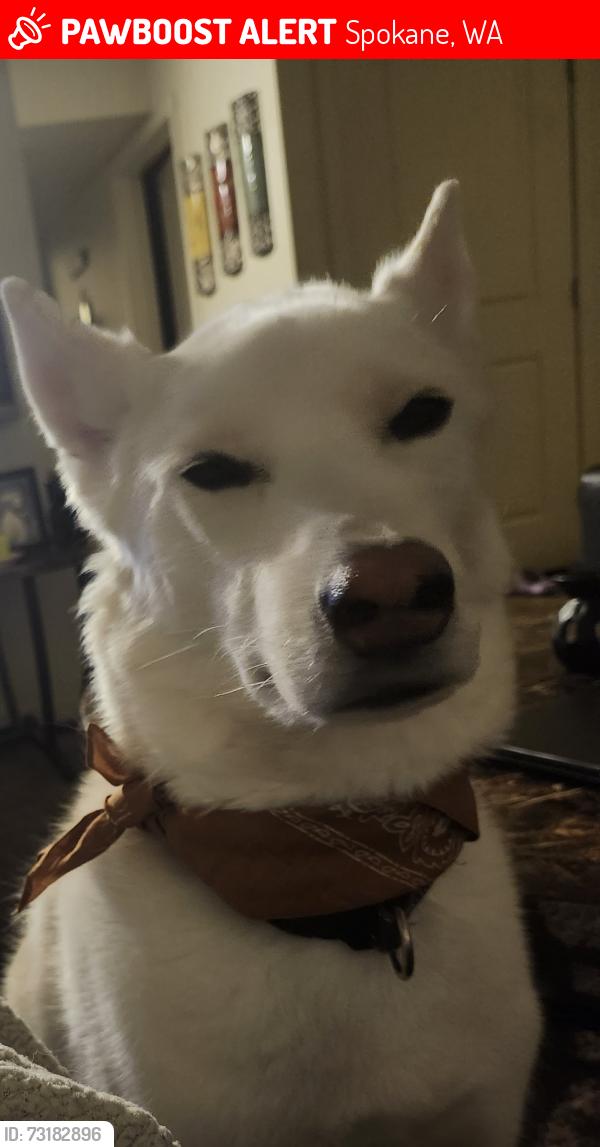 Lost Male Dog last seen Elliott Drive, Spokane, WA 99224