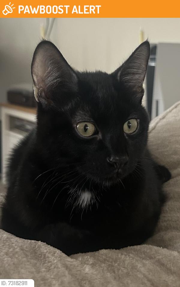 Found/Stray Male Cat last seen Pioneer Way, Riverside County, CA 92596