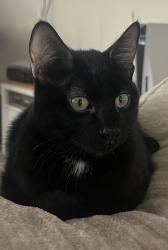 Found/Stray Male Cat last seen Pioneer Way, Riverside County, CA 92596
