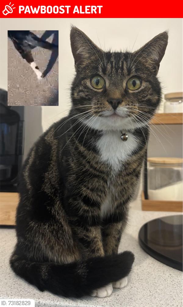 Lost Female Cat last seen Hadrian Crescent, Valerian Way Area, Central Bedfordshire, England 
