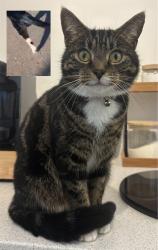 Lost Female Cat last seen Hadrian Crescent, Valerian Way Area, Central Bedfordshire, England 