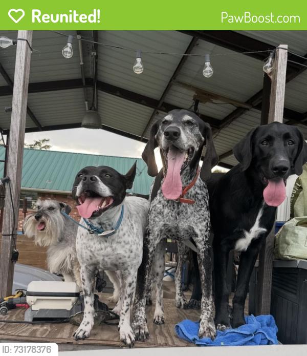 Reunited Male Dog last seen Near & 513 S lone oak Tx, Lone Oak, TX 75453