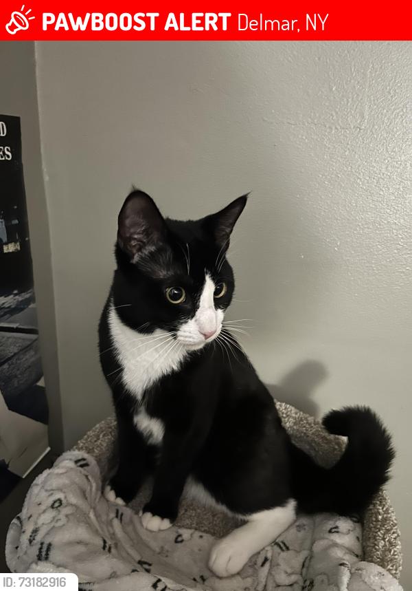 Lost Male Cat last seen Kenwood ave, Delmar, NY 12054