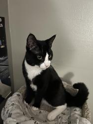 Lost Male Cat last seen Kenwood ave, Delmar, NY 12054