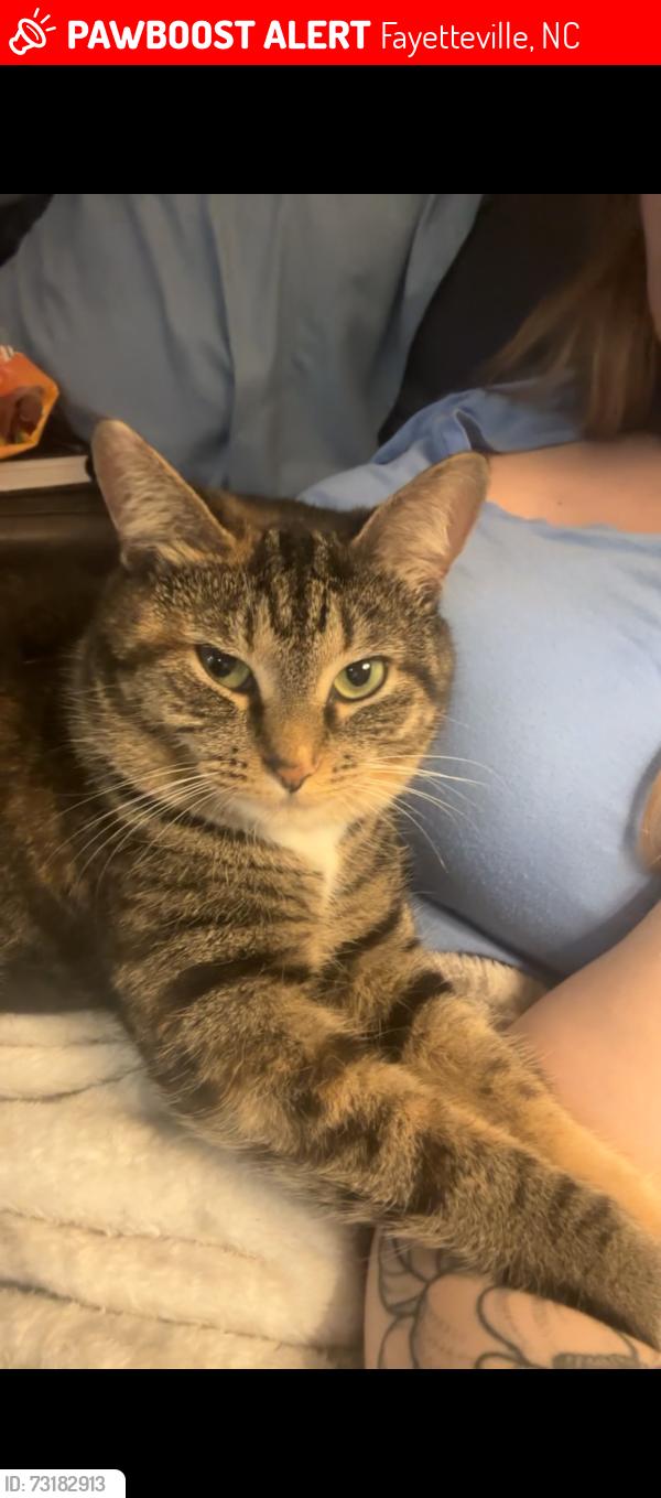 Lost Female Cat last seen Yadkin rd, Fayetteville, NC 28303