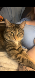 Lost Female Cat last seen Yadkin rd, Fayetteville, NC 28303