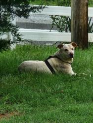 Found/Stray Male Dog last seen Fox rd oak hill area, Caldwell County, NC 28645