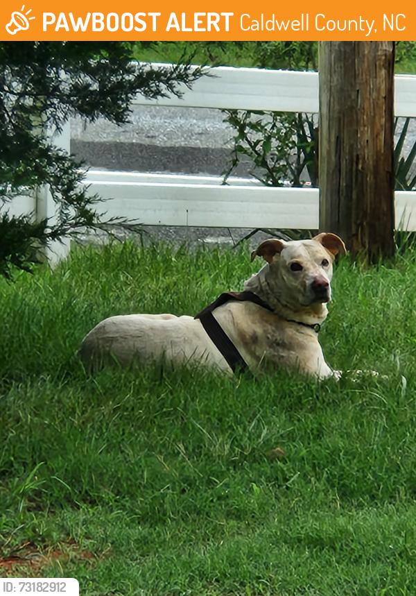 Found/Stray Male Dog last seen Fox rd oak hill area, Caldwell County, NC 28645