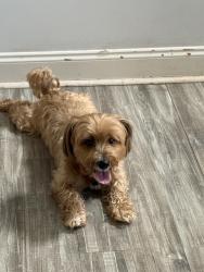 Reunited Male Dog last seen Four winds neighborhood, Villa Rica, GA 30180