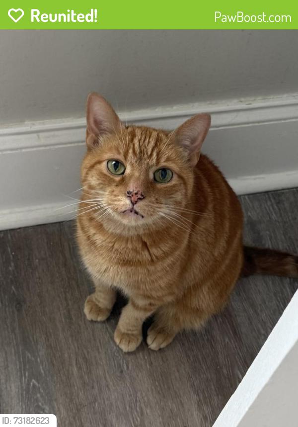 Reunited Female Cat last seen Detroit Ave and W 75th St, Cleveland, OH 44102