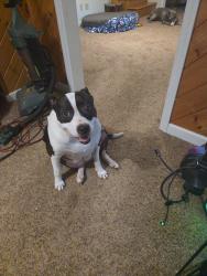Reunited Female Dog last seen Landing apmts, Knoxville, TN 37996