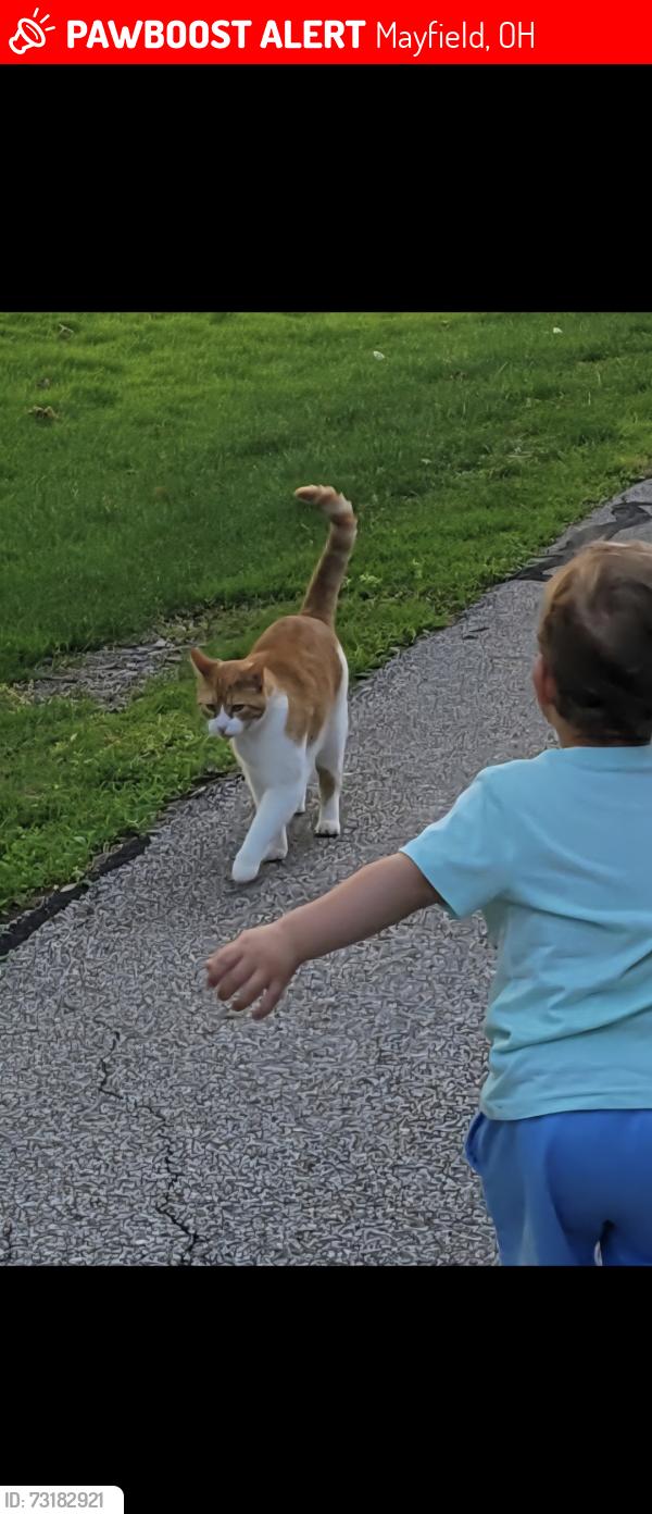 Lost Male Cat last seen Near meadowood dr, Mayfield, OH 44143