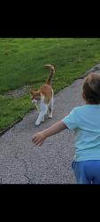 Lost Male Cat last seen Near meadowood dr, Mayfield, OH 44143