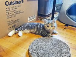 Reunited Female Cat last seen Near Main Street, Worcester, MA 01603, Worcester, MA 01603
