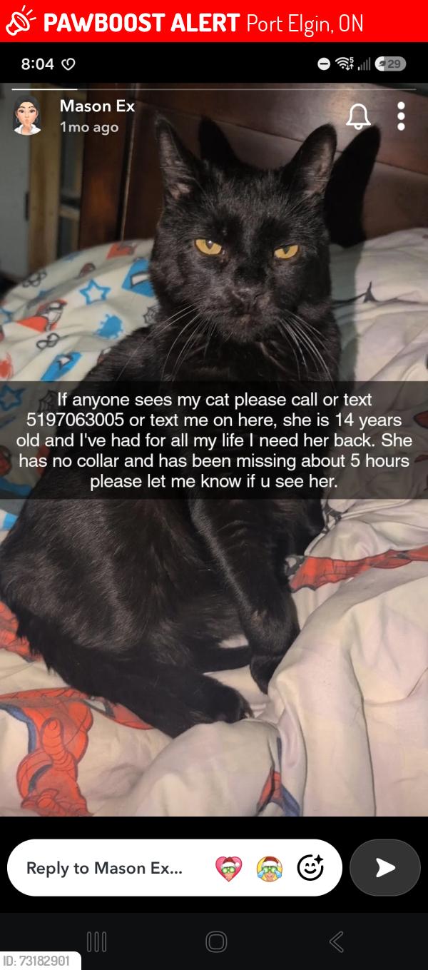Lost Female Cat last seen Near ivings drive, Port Elgin, ON 