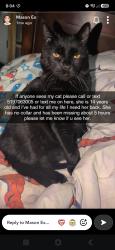 Lost Female Cat last seen Near ivings drive, Port Elgin, ON 