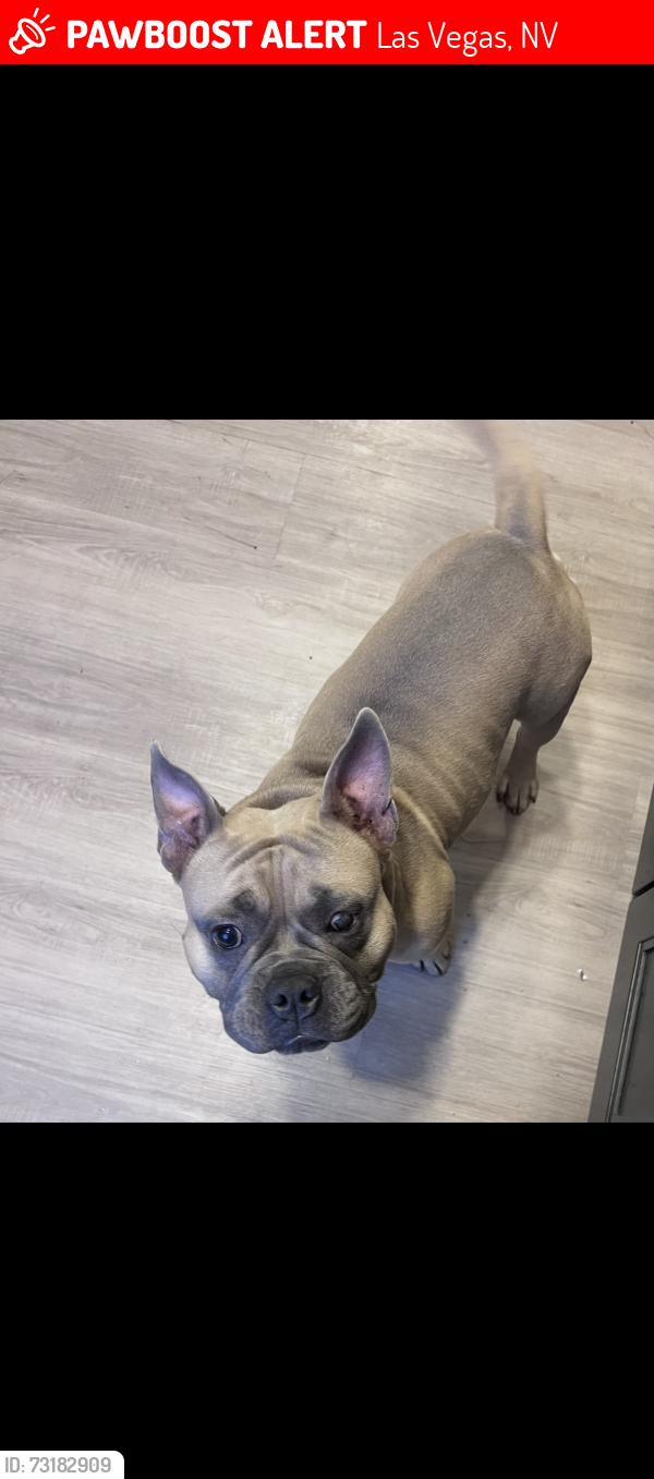 Lost Male Dog last seen St. Louis and, Las Vegas, NV 89104