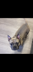 Lost Male Dog last seen St. Louis and, Las Vegas, NV 89104