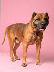Shelter Stray Male Dog last seen Near Joseph e Lowery blvd, Atlanta, GA, 1251 Fulton Industrial Blvd NW, Atlanta, GA 30336, USA