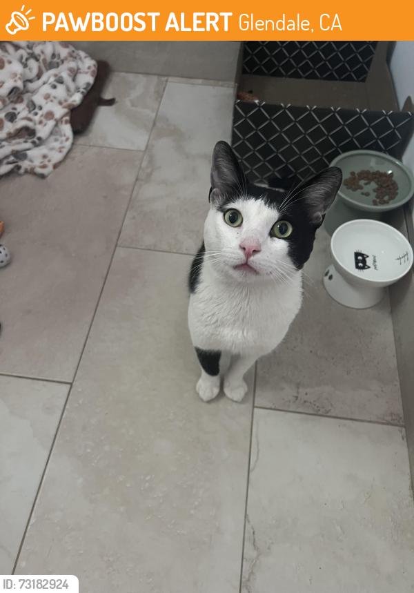 Found/Stray Male Cat last seen Verdugo Park, Glendale, CA 91208