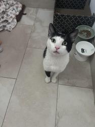 Found/Stray Male Cat last seen Verdugo Park, Glendale, CA 91208