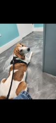 Reunited Male Dog last seen Near Water Oaks Dr, Denver, NC 28037, Denver, NC 28037