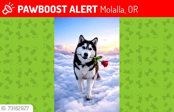 Lost Female Dog last seen Molalla Goodwill, Molalla, OR 97038