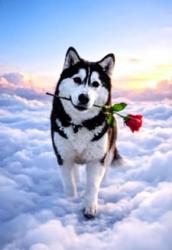 Lost Female Dog last seen Molalla Goodwill, Molalla, OR 97038